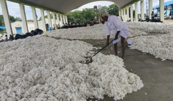 Govt mulls cutting cotton import duty to ease textile sector stress