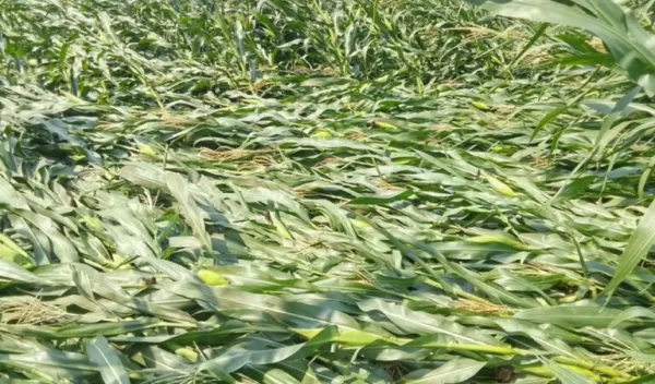 Unseasonal rains damage maize, sesame, mango crops in Nirmal, Mancherial
