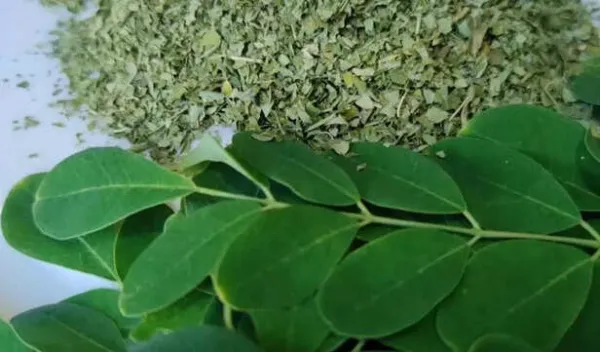 Moringa: The Miracle Tree That Holds the Secret to Health, Hope, and Healing