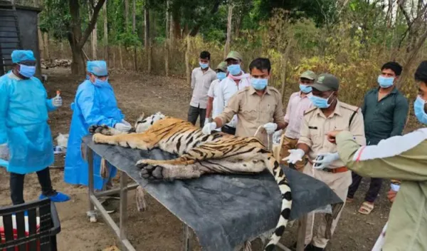 Tigress T141 and four cubs die at Kanha amid suspected CDV outbreak