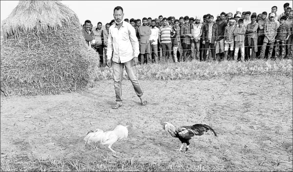 ବାଜିରେ ଲାଗୁଛି ପକ୍ଷୀଙ୍କ ଜୀବନ