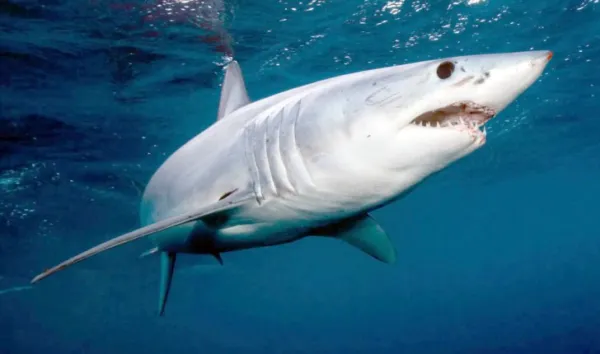 ମଣିଷକୁ ହିତ; ସାର୍କକୁ ଅହିତ