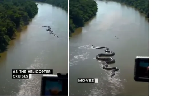 35-foot green anaconda sighting in Amazon rainforest sparks debate over mythical 'Yacumama' claims, watch