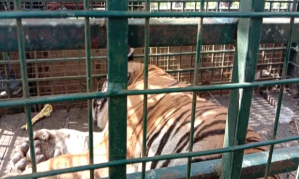 21 ದಿನ ಕಾರ್ಯಾಚರಣೆ ಬಳಿಕ ಹುಲಿ ಸೆರೆ