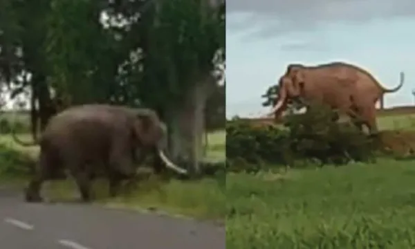 ಹುಣಸೂರು:  ಗುರುಪುರ ಸುತ್ತಮುತ್ತಲ ಗ್ರಾಮಗಳಲ್ಲಿ ಆನೆಗಳ ಹಾವಳಿ