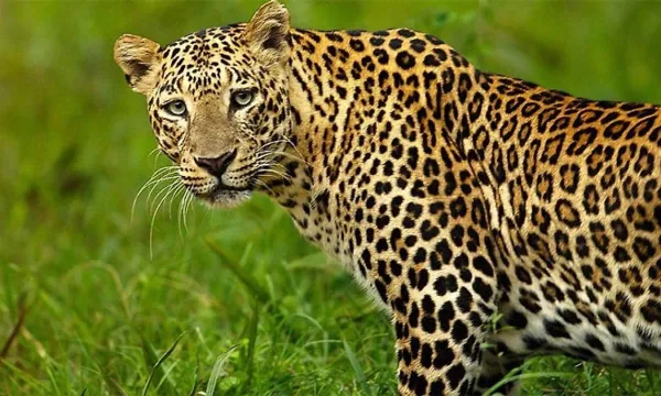 Boy killed in leopard attack near Malemahadeshwara Hills in Chamarajanagar