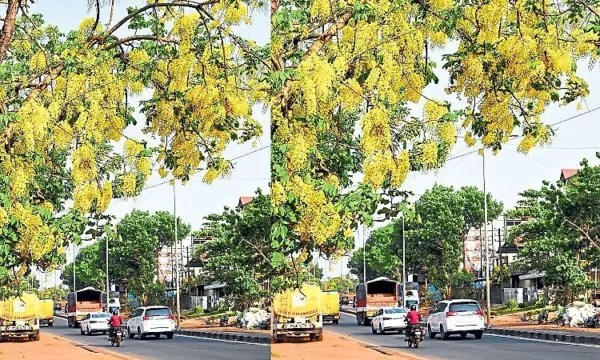 Mangaluru: Bisu parba celebration across tulunadu tomorrow