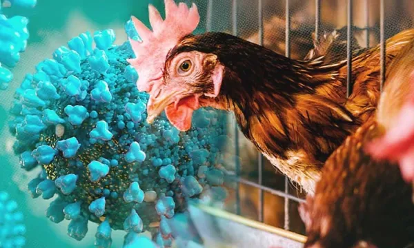 Bird flu: Karnataka completes 10-day H5N1 surveillance, containment operation