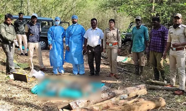 Female leopard shot dead by poachers in Hunsur forest range