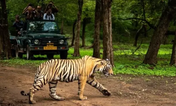 Tiger travels 450 km to settle in Yedshi Ramling Ghat Sanctuary; first in decades