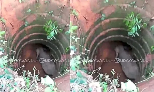 Wild elephant falls into well in Aranthodu, rescue operation underway