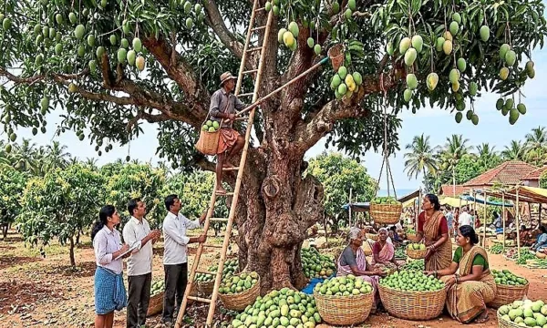 Favourable weather brings good mango flowering and tender mango supply