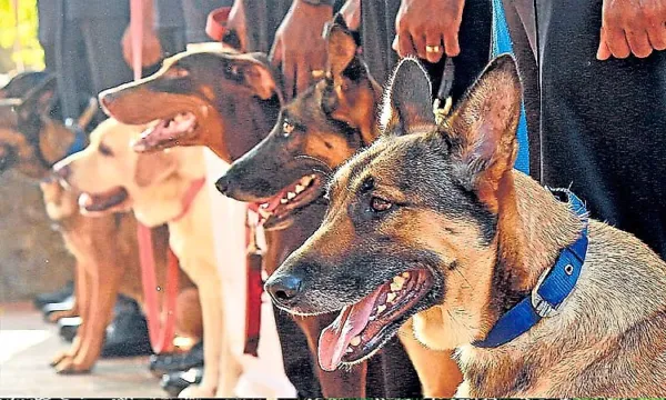 Detective specialist police dogs!