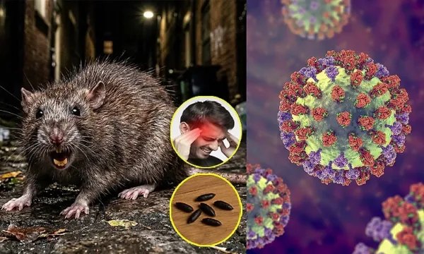 Hantavirus scare after Covid: first case reported in Switzerland