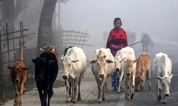Cattle Slaughter will be according to law : Dilip Ghosh