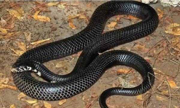 SNAKES : ಮನೆಯ ಬಳಿ ಹಾವು ಬರದಂತೆ ಏನು ಮಾಡಬೇಕು? - ಇಲ್ಲಿದೆ ಮಾಹಿತಿ