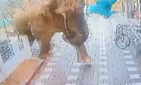 ബേലൂര്‍ മഖ്‌നയെ പിടികൂടാനുള്ള ശ്രമം നാലാം ദിവസം ; ശ്രമം തുടരുന്നു, കാട്ടാനയ്‌ക്കൊപ്പം മറ്റൊരു മോഴയാന കൂടി