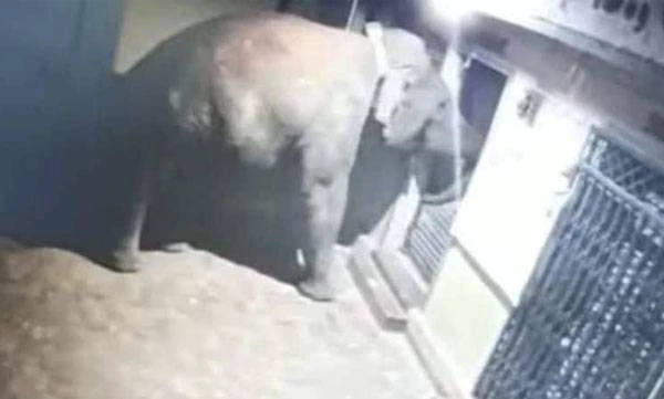 വിശന്നിട്ടാ... മുതലാളി...: ഗോഡൗണില് കയറി കാട്ടാന: തിന്ന് തീര്ത്തത് 400 കിലോ അരി