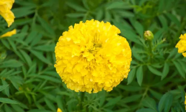 ಚೆಂಡು ಹೂವಿನ ಪ್ರಯೋಜನ ಗೊತ್ತೇ.?