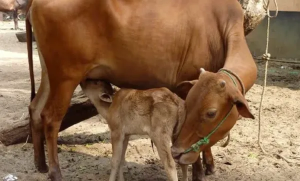 بڑے جانوروں کی قربانی سے گریز کا مشورہ۔ خریدی بند کرنے پر فروخت کنندگان کو بنگال جیسی صورتحال کا سامنا