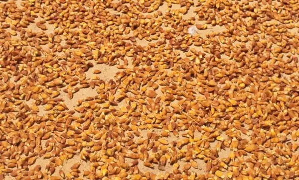 झारखंड का महुआ अब बनेगा 'इंटरनेशनल ब्रांड'! फूड ग्रेन उत्पादन शुरू, दुनिया भर के बाजारों में मचेगी धूम