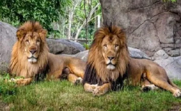 8 ಸಿಂಹಗಳಲ್ಲಿ ಕೊರೊನಾ ಪಾಸಿಟಿವ್ ಪತ್ತೆ: ಭಾರತದಲ್ಲಿ ಮೊದಲ ಬಾರಿ!