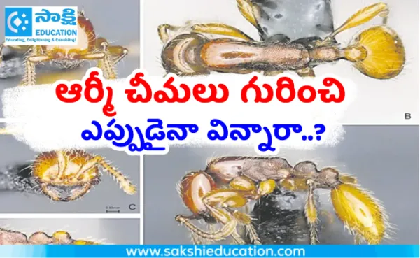 ఆర్మీ చీమలు గురించి ఎప్పుడైనా విన్నారా..?