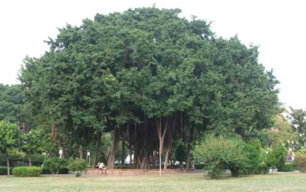 ବୃକ୍ଷ ଉପାସନାର ପର୍ବ