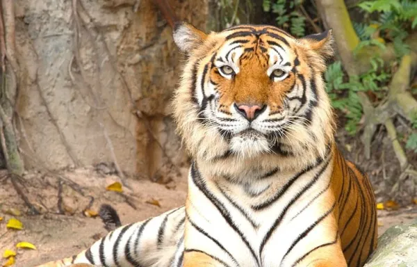 Assam: Tiger terrorizes Dimuwal area in Sivasagar, attacks livestock