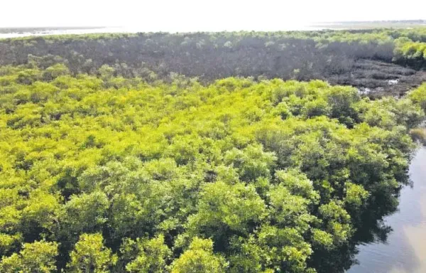 AP: మడ అడవుల పరిరక్షణకు పటిష్ట చర్యలు