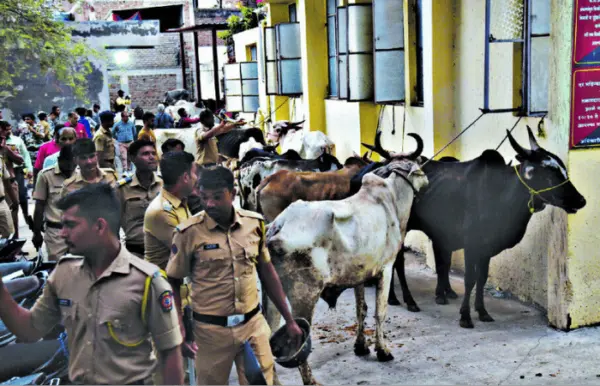 बकरी ईदच्या पार्श्वभूमीवर 131 जनावरांची सुटका; मुस्लिम मोहल्ल्यात पोलिसांचे 6 तास सर्च ऑपरेशन