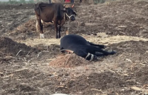 Heatwave - उष्माघाताने शेतकऱ्याचे दोन बैल दगावले, निलंगा तालुक्यात पहिली घटना