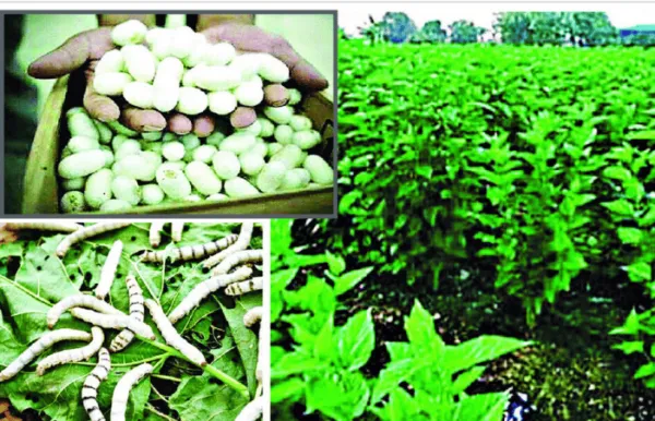 बीड, महाराष्ट्राचे रेशीम हब! कोयत्यामुळे रापलेल्या हाताला तलम रेशमी साथ; देशातील दुसऱ्या क्रमांकाची रेशीम बाजारपेठ