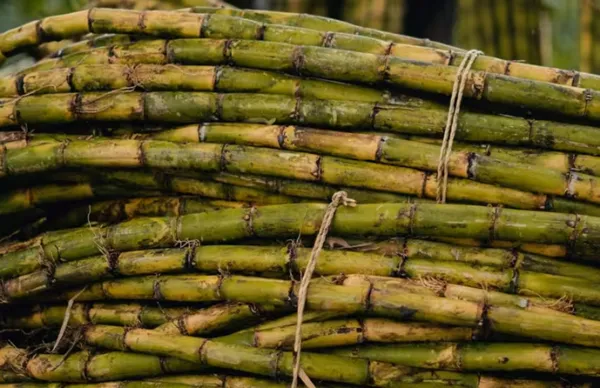 Can diabetic patients drink sugarcane juice? Know what experts say?