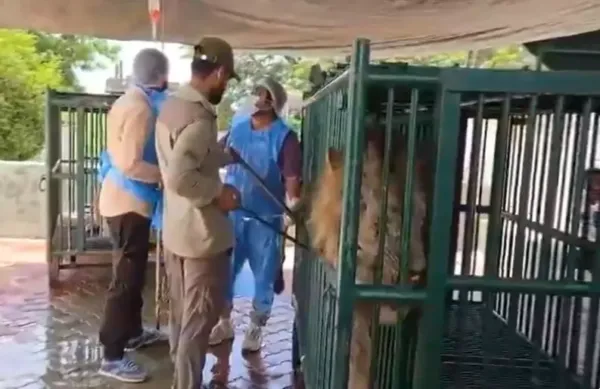 Eight Asiatic lion cubs die amid suspected Babesia outbreak in Gujarat