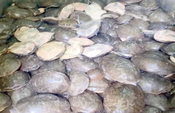 ୨୦୦ ଜୀବନ୍ତ କଇଁଛ ଉଦ୍ଧାର; ମାଫିଆ ଫେରାର