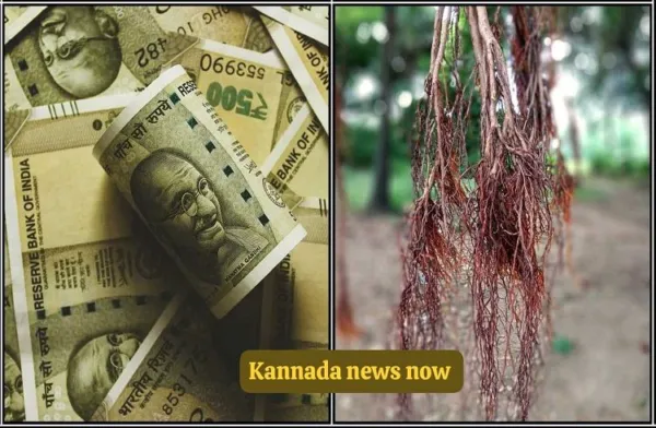 ಈ ಬೇರನ್ನು ಹಣದ ಪೆಟ್ಟಿಗೆಯಲ್ಲಿಟ್ಟುಕೊಂಡರೆ ಉಳಿತಾಯ ಹೆಚ್ಚುತ್ತದೆ!