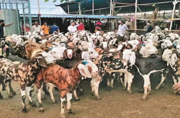 دیونار: بڑے جانور کے فٹ نیس سرٹیفکیٹ کی فیس ۲۰۰؍ روپے سے گھٹا کر ۲۰؍ روپےفی جانور کر دی گئی