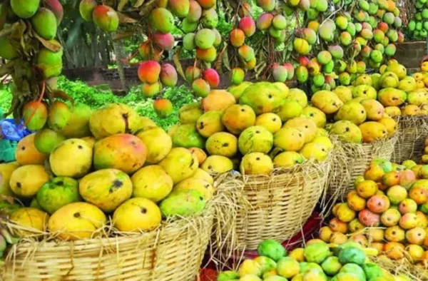 آم کی پیداوار میں ۴۰؍ فی صد تک کمی کا خدشہ