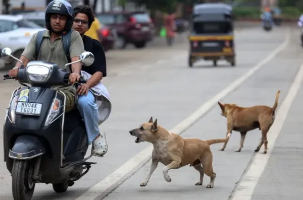सार्वजनिक ठिकाणांवरून भटक्या कुत्र्यांना हटवा!