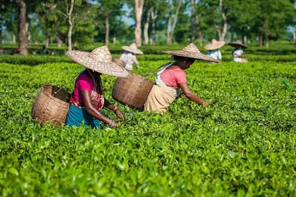 India records highest ever tea exports; Jorhat auction centre to reopen soon