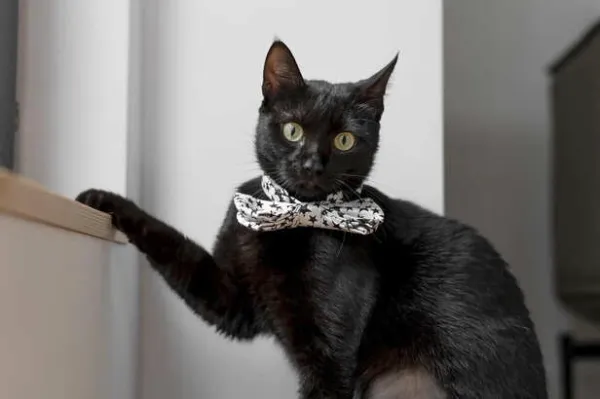The Mysterious Charm of the Bombay Cat: Mini Panther at Home