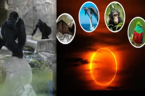 ಸೂರ್ಯ ಗ್ರಹಣದ ವೇಳೆ ವಿಚಿತ್ರವಾಗಿ ವರ್ತಿಸಿದ ಪ್ರಾಣಿಗಳು! ಏನಿದರ ರಹಸ್ಯ? ಅಚ್ಚರಿಗೀಡಾದ ವಿಜ್ಞಾನಿಗಳು