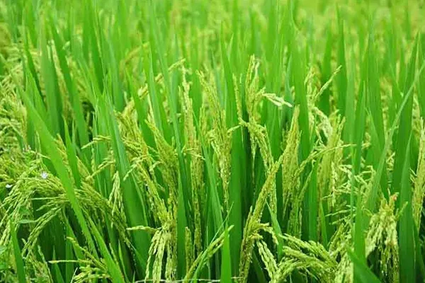 Paddy                                                                                    ৯ জেলার কৃষকের ধান  কিনবেই না সরকার