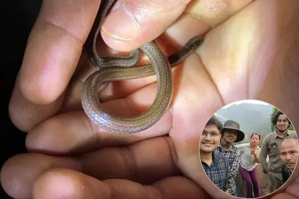 New Snake Species 'Calamaria garoensis' Discovered in Meghalaya's Garo Hills