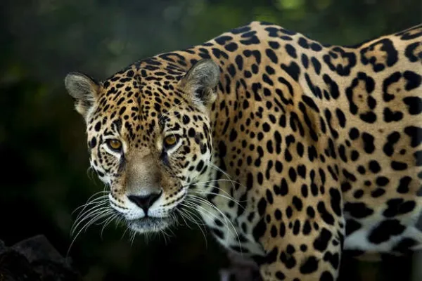 7 Species That Punish Those Who Break the Rules