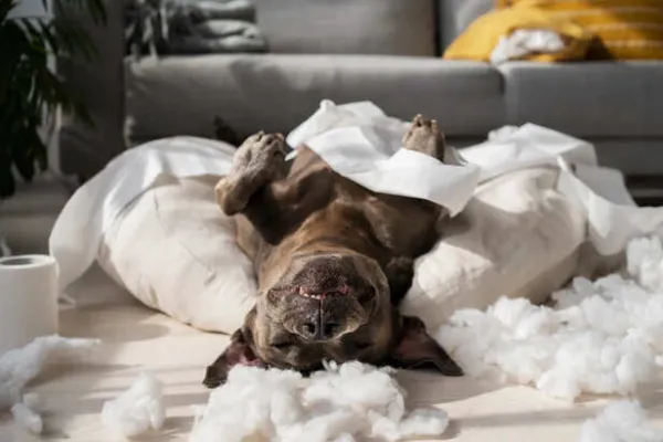 Why Pets Sleep in Weird Positions- Science Reveals the Truth
