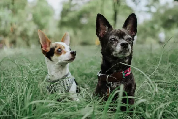 Small Dogs, Big Attitude: Breeds That Stand Out