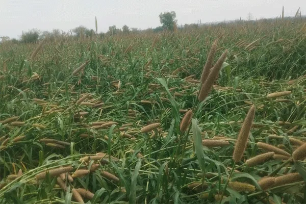 अवकाळी पावसाने उन्हाळी बाजरा पिकांचे नुकसान