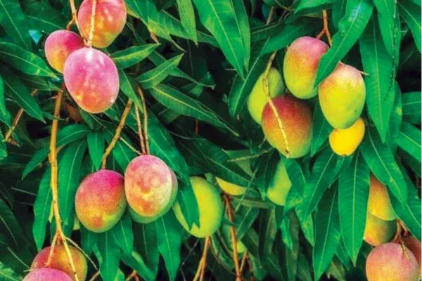 ಮಾವಿನ ಮರದಂತಹ ಬದುಕು ನಮ್ಮದಾಗಲಿ...